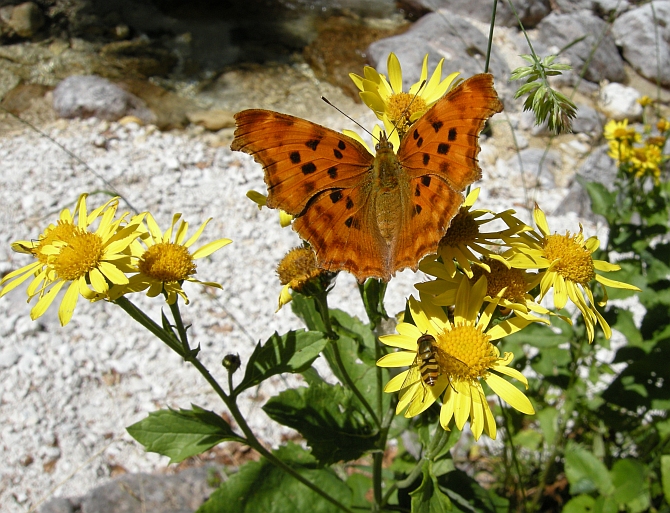 Polygonia c-album